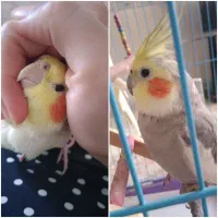 عروس هلندی نر و ماده با قفس