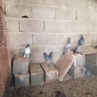 کبوتر پلاکی در شهر خنچ