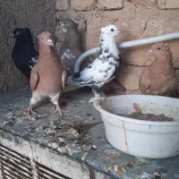 ۵ تا کفتر بهبهانی نر هوایی باهم ۵۰۰|پرنده|شیراز, شهرک زینبیه|دیوار