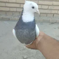 طوقی ماده سور سرکه ای