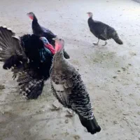 تخم نطفه دار بوقلمون برنز و بوربون