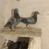 آلمانی کیلومتری