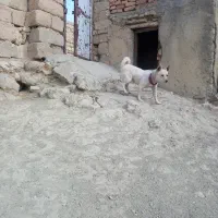 پاکوتاه فروشی ماده|سگ|تکاب, |دیوار