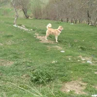 توله ۹ماهه