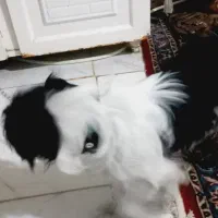 شیتزو فلت ۲ماهه