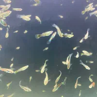 گوپی دونه ده تومن|ماهی|هشتگرد, فاز ۳ مهستان|دیوار