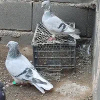 دم سفید طوق هفت رنگ|پرنده|بیرجند, |دیوار