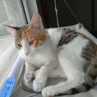 گربه ماده ۵ ماهه