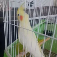 عروس هلندی|پرنده|بروجرد, |دیوار