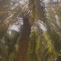 کارگر درخت بند و گراز