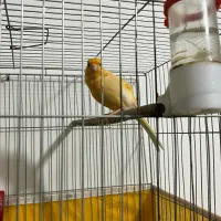 قناری زرد نر بسیار خوش آواز و سرحال