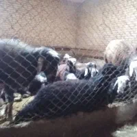 تعدادی قوچ چال