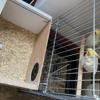 عروس هلندی جفت مولد لوتینو روی تخم