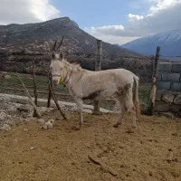 قاطر گم شده