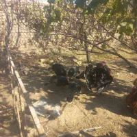 بوقلمون برنز|حیوانات مزرعه|کهک, |دیوار