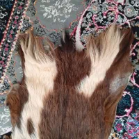 پوست بز|صنایع دستی و سایر لوازم تزئینی|سنندج, |دیوار