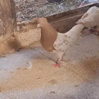 کفتر هفترنگ وکله|پرنده|فردوس (خراسان), |دیوار