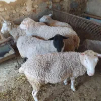 میش رمانف و رومن و ایلدوفرنس|حیوانات مزرعه|زالیان, |دیوار