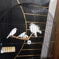 پرنده