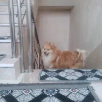 واگذاری پامرین