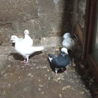 کبوتر یاکفتر