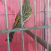 نر قناری وماده طلایی