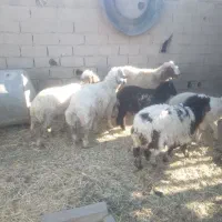 قصاب سیار رایگان