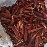 فلفل خشک، فلفل قرمز ، فلفل شاخ بزی، فلفل تند|عمدهفروشی|داراب, |دیوار