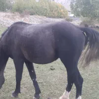 اسب|اسب و تجهیزات اسب‌سواری|موگوئی, |دیوار