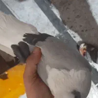 پرندگان|پرنده|اهواز, کوی باهنر|دیوار