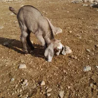 (کهره شیری)ماده|حیوانات مزرعه|خفر, |دیوار