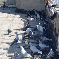 کبوتر|پرنده|فرخ‌شهر, |دیوار