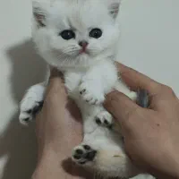 بریتیش سیلور