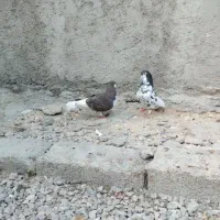 کبوتر رنگی