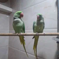 شاه طوطی جفت نرو ماده|پرنده|بندر ماهشهر, |دیوار