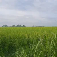 فروش برنج هاشمی طارم فریدونکنار