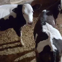 گوساله ماده|حیوانات مزرعه|بیلوار, |دیوار