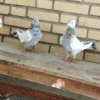 دوتا کفتر سینه ای به شرط|پرنده|شیراز, دروازه قران|دیوار
