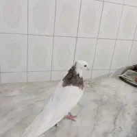 نر طوق خرمایی خال قدیم|پرنده|کرمانشاه, |دیوار