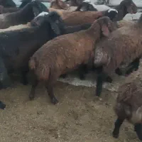 بره ماده مناسب داشت و پروار