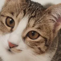 واگذاری گربه پنج ماهه