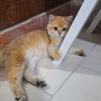 گربه بریتیش|گربه|سهند, |دیوار