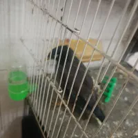 مینا با قفس ۸00تومان
