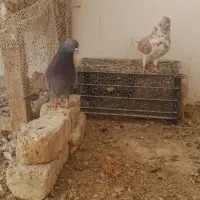 کبوتر پرشی|پرنده|قم, شهرک طالقانی|دیوار