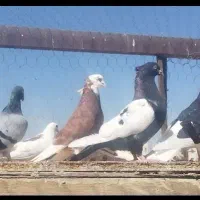 دو عدد ماده سینه