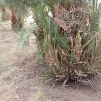 حدود 100تا جونگ مضافتی درجه یک سن مادریشون 25ساله|گل و گیاه طبیعی|ریگان, |دیوار