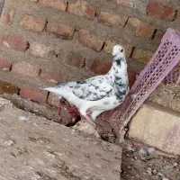 گرفتنی|پرنده|زابل, |دیوار