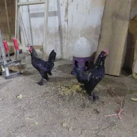 خروس جوان یوسل بلژیکی زیبا|حیوانات مزرعه|قم, کاسه گران|دیوار