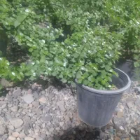 فروش گیاهان آپارتمانی