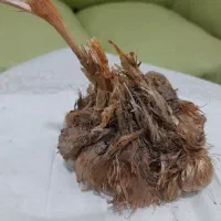 فروش پیاز زعفران قائنات با تخفیف فوری|خدمات باغبانی و درختکاری|قزوین, |دیوار